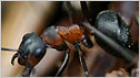 Wood Ants