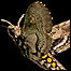 Mariposa