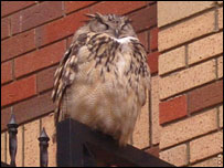 The Boro Owl returns!