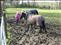 Anita and the horses