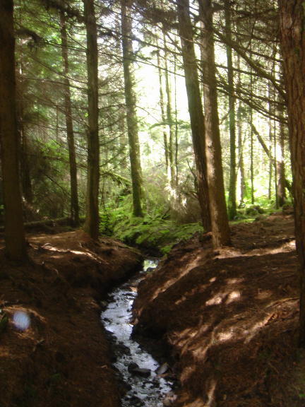 wood up to goat fell