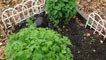 Parsley and mint plants