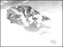 Hound of the Baskervilles