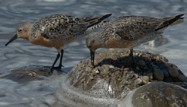 Red Knots by Stephen Lyle