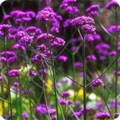 Verbena, Verbena bonariensis