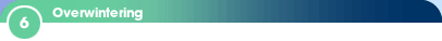 6 - Overwintering