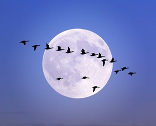 Migrating Geese from the Nature picture Library