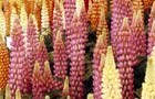 Mixed lupins 