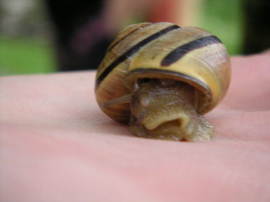 snail.