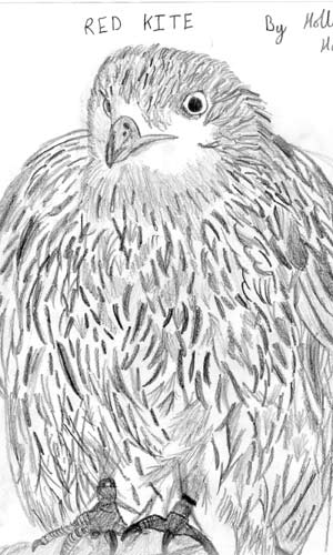 red-kite-pencil.jpg
