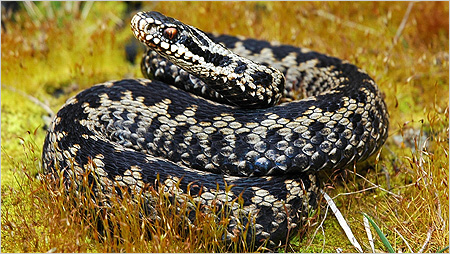 Adder c/o Fred Holmes Herpetological Conservation Trust