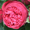Rosa 'Hope and Glory'