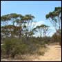 Wongan Hills reserve