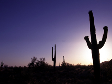Arizona desert with cacti