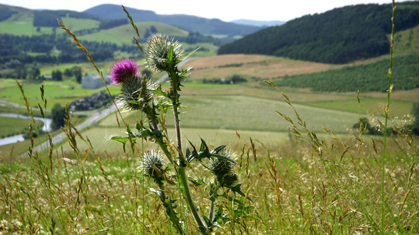 Thistle in the Tweed Valley