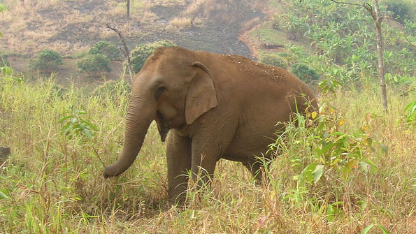 Young elephant in a hilly wood, eating