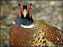 Pheasant