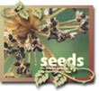 Seeds
