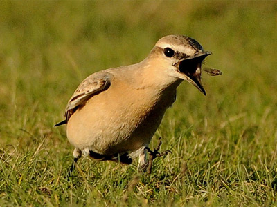 Isabelline wheatear by Tony Llewellyn.