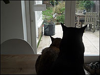 Maggie's cats watching Hendrix