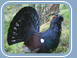 Capercaillie