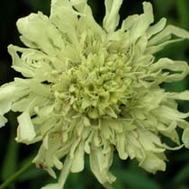 Cephalaria gigantea
