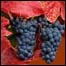 cacho de uvas