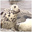 Seal calf and mother