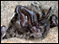 Barbastelle Bat