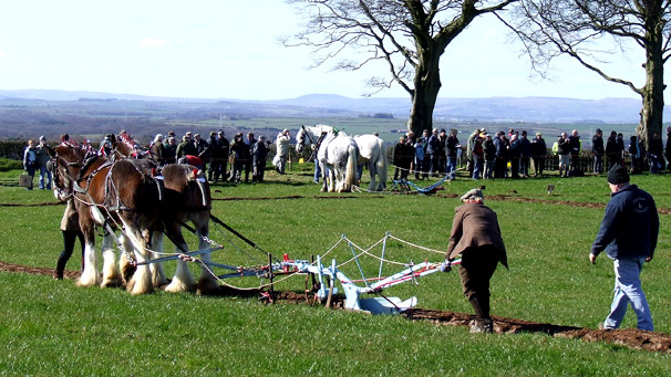 Competitor Susan Sutherland during the ploughing match