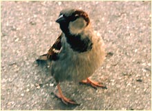 a comon, or not so common, garden sparrow.