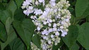 Syringa vulgaris 'Madame Lemoine'