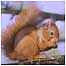 Red Squirrel