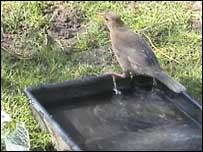 A bird bath