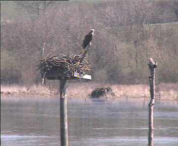 Ospreys at Rutland Water