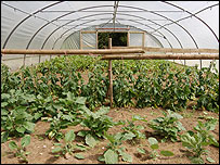 Salad crops are grown all year round.