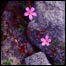 Herb Robert Photo courtesy of YDNP