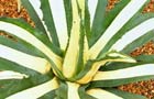 Agave americana