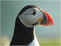 Puffin c/o Chris Packham