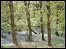 Bluebell woods
