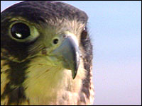 Falcon