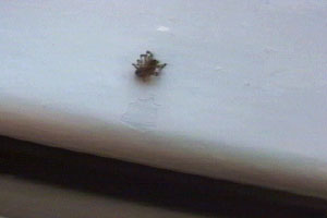 Wendie watches a spider