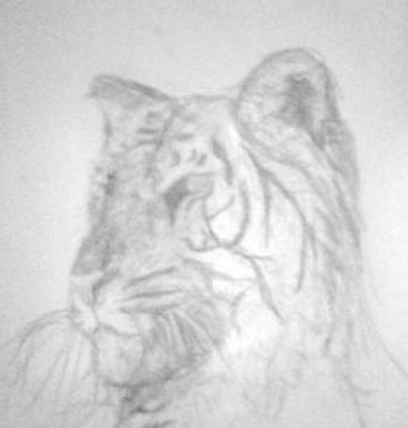 Tiger Pencil Drawing