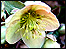 Helleborus Ivory Prince