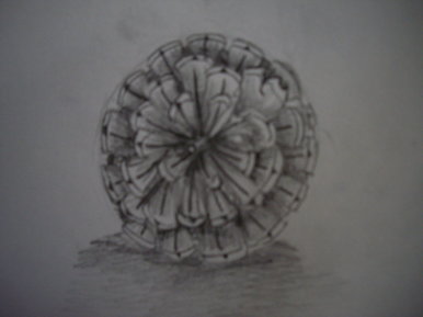 Pine Cone