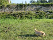 Pumpkin the dog in a field