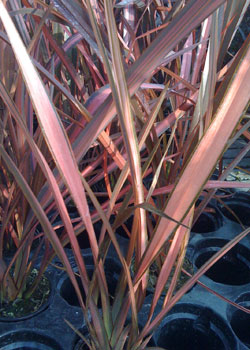 phormium