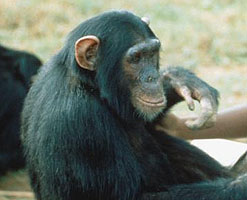 Chimpanzee