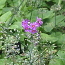 Primula beesiana