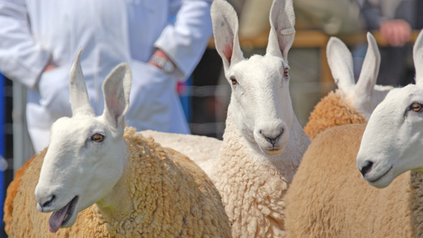 This Border Leicester is intrigued by our photographer.